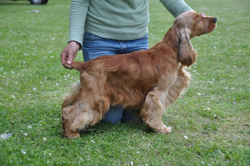 Corralet The new edition - 1 ex RCACS classe ouverte