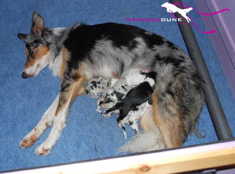 Chiot Elevage Magique Dune eleveur de chiens Border Collie border collie magique dune chiots vendus 2010