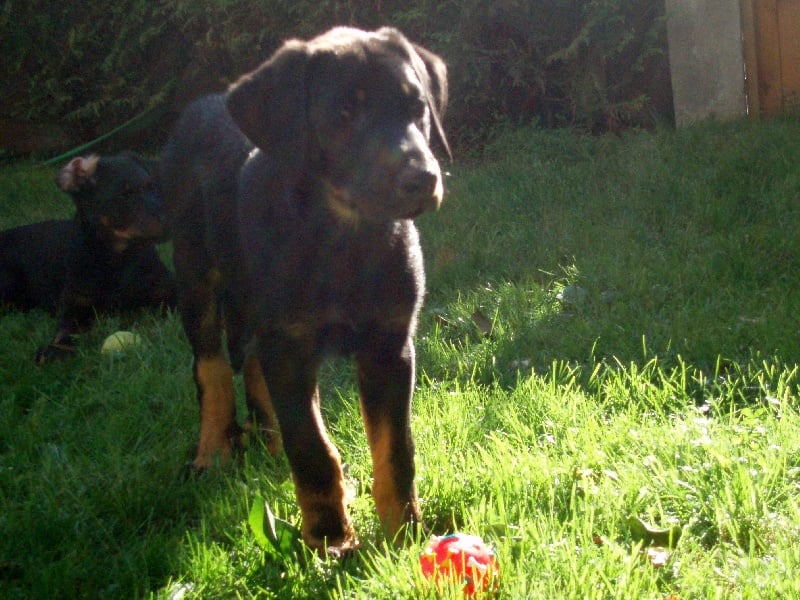 Chance de la Noé d'Orient