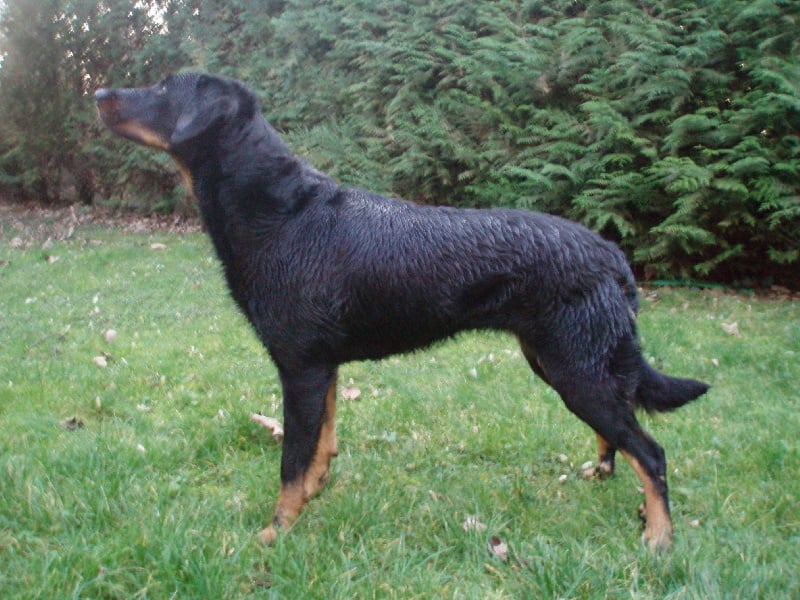 Chance de la Noé d'Orient