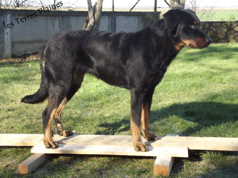 Chance de la Noé d'Orient