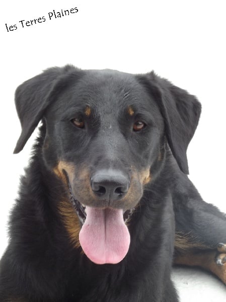 Chance de la Noé d'Orient