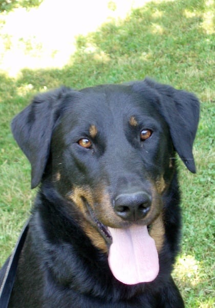 Chance de la Noé d'Orient