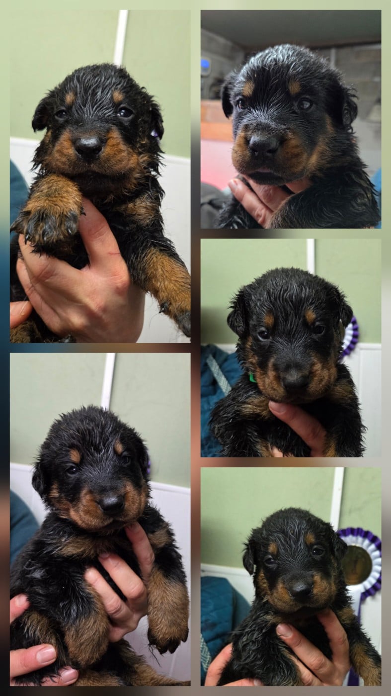 CHIOT 5 - Berger de Beauce