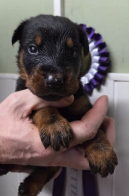 Les chiots de Berger de Beauce