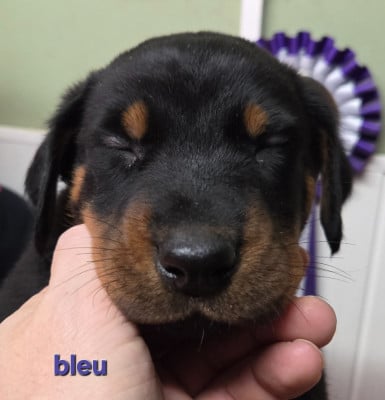 Les chiots de Berger de Beauce