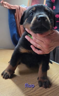 Les chiots de Berger de Beauce