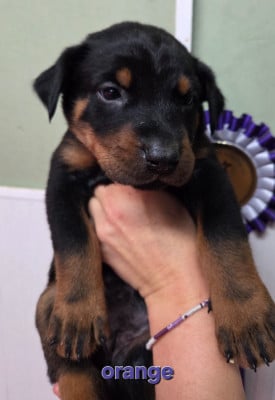 Les chiots de Berger de Beauce