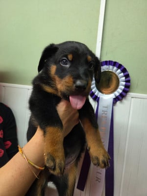 Les chiots de Berger de Beauce