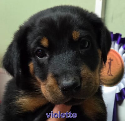 Les chiots de Berger de Beauce