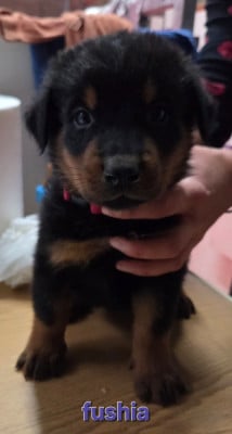 Les chiots de Berger de Beauce