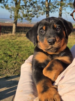 Les chiots de Berger de Beauce