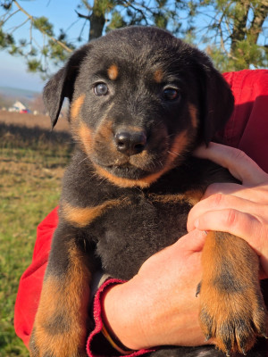 Les chiots de Berger de Beauce