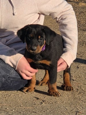 Les chiots de Berger de Beauce