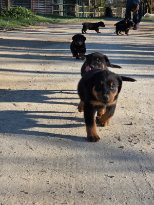 Les chiots de Berger de Beauce