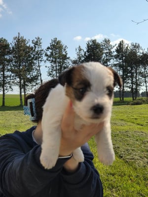 Les chiots de Jack Russell Terrier
