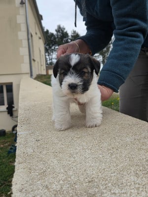 Les chiots de Jack Russell Terrier