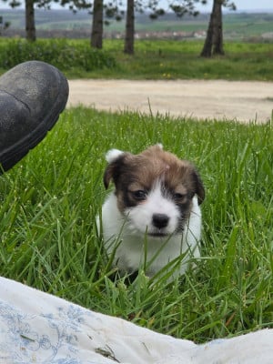 Les chiots de Jack Russell Terrier