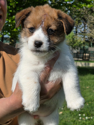 Jack Russell Terrier