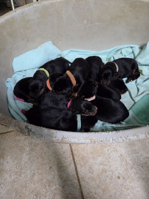 Les chiots de Berger de Beauce