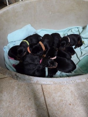 Berger de Beauce - des terres plaines