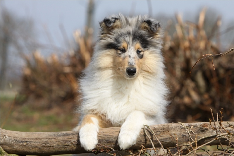 Publication : Zen de Creve-Coeur Auteur : Vaqnessa Grossemy