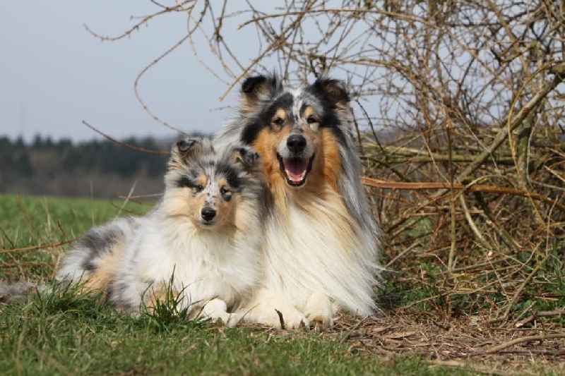 Publication : Zen de Creve-Coeur Auteur : Vaqnessa Grossemy