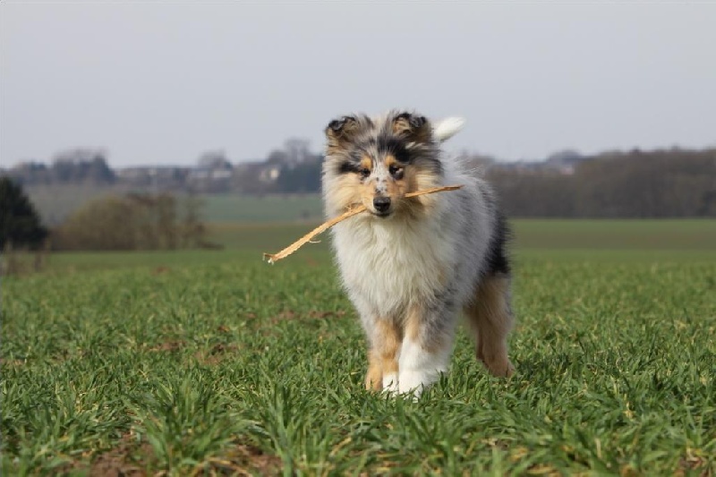 Publication : Zen de Creve-Coeur Auteur : Vaqnessa Grossemy