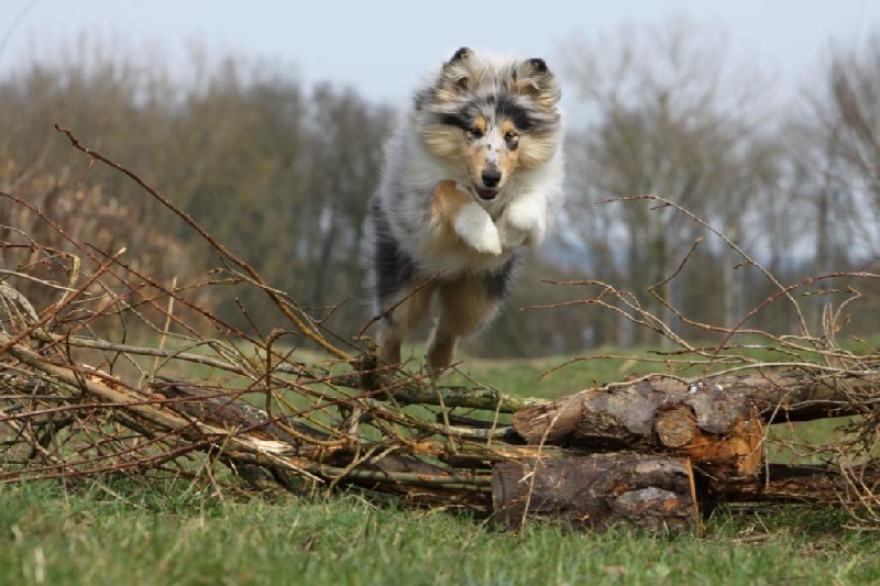 Publication : Zen de Creve-Coeur Auteur : Vaqnessa Grossemy