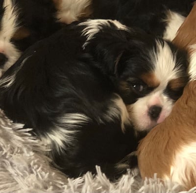 Les chiots de Cavalier King Charles Spaniel
