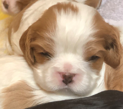Les chiots de Cavalier King Charles Spaniel