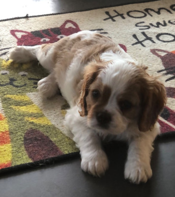 Les chiots de Cavalier King Charles Spaniel