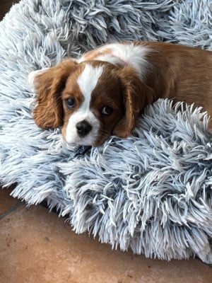 Les chiots de Cavalier King Charles Spaniel