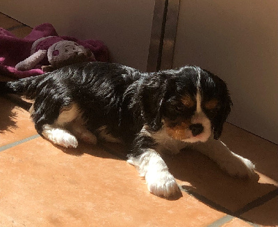 Les chiots de Cavalier King Charles Spaniel