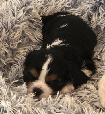 Les chiots de Cavalier King Charles Spaniel