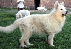 Publication : White Apache