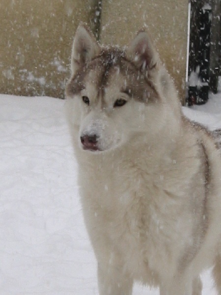 CH. Ushuaïa og Island Snaëgerdi