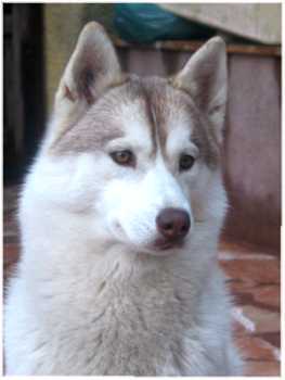 CH. Ushuaïa og Island Snaëgerdi