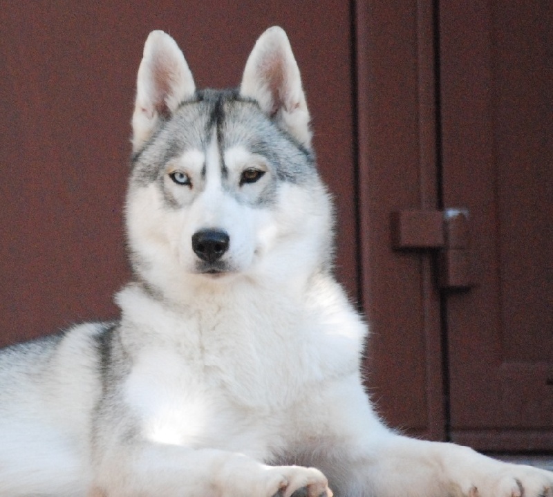 Choolak destination og Island Snaëgerdi