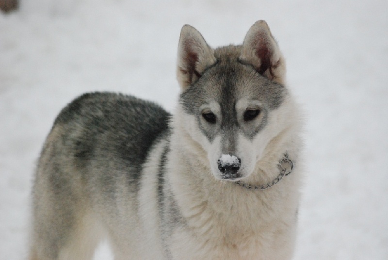 Eyrinn og Island Snaëgerdi