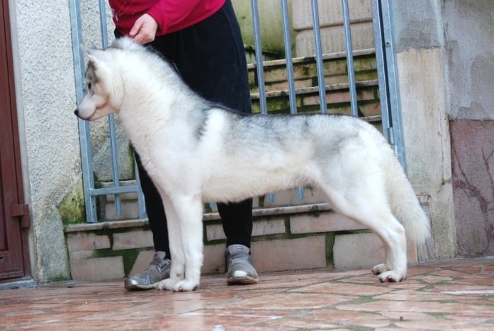 Eyrinn og Island Snaëgerdi