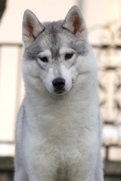 Eyrinn og Island Snaëgerdi