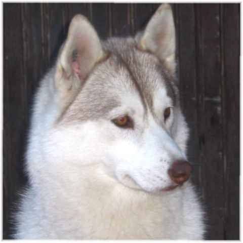 CH. Ushuaïa og Island Snaëgerdi