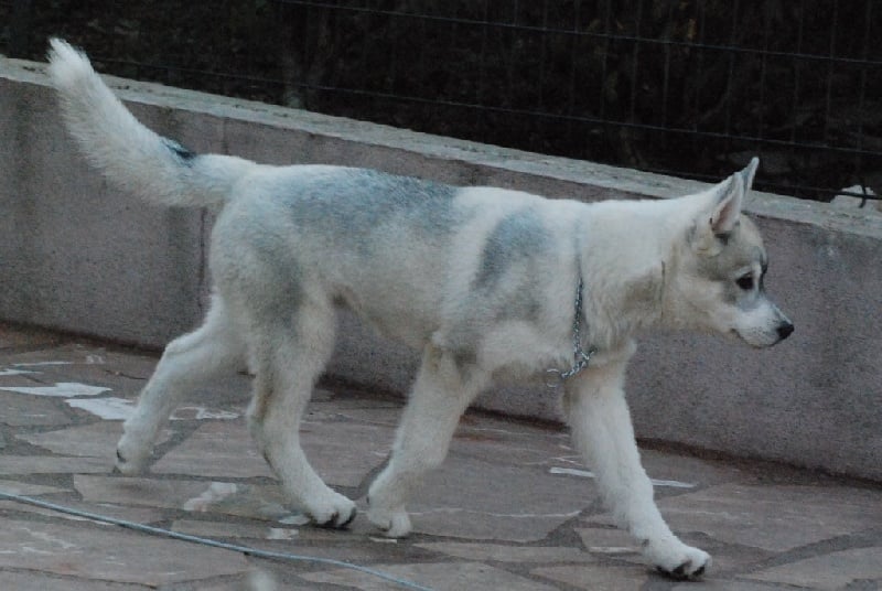 Eyrinn og Island Snaëgerdi