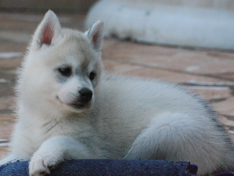 Eyrinn og Island Snaëgerdi