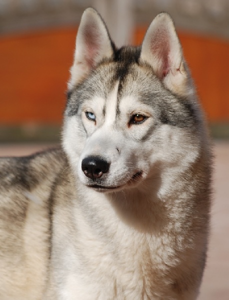 Choolak destination og Island Snaëgerdi