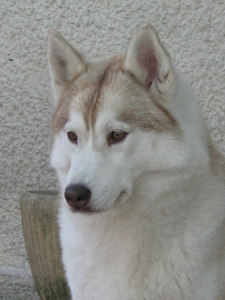 CH. Ushuaïa og Island Snaëgerdi