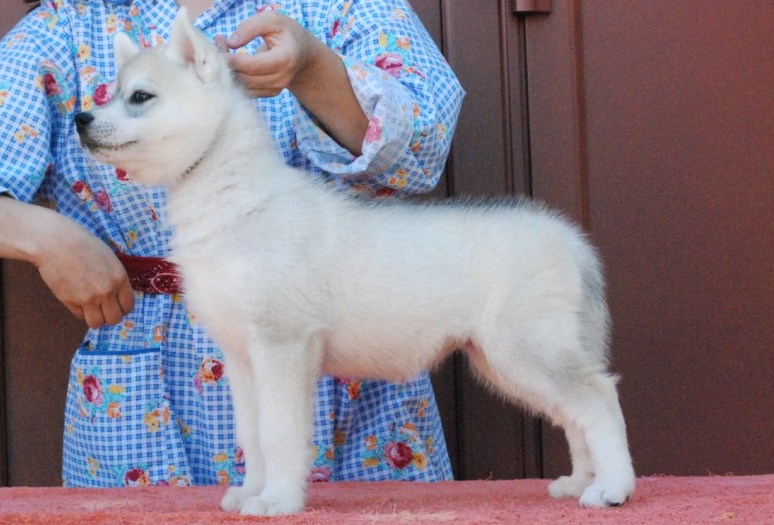 Eyrinn og Island Snaëgerdi