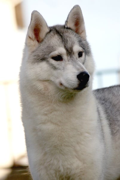 Eyrinn og Island Snaëgerdi