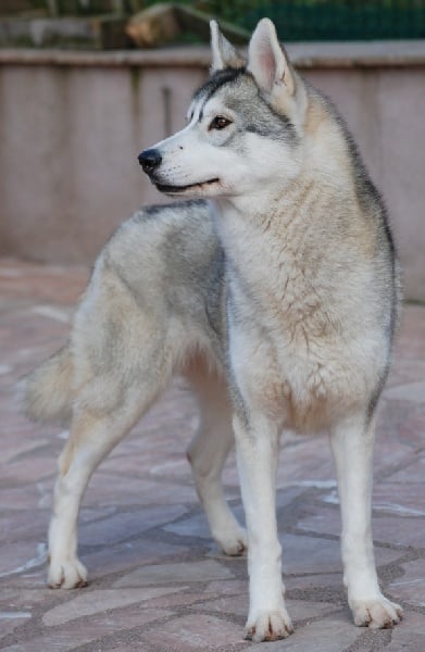 Choolak destination og Island Snaëgerdi